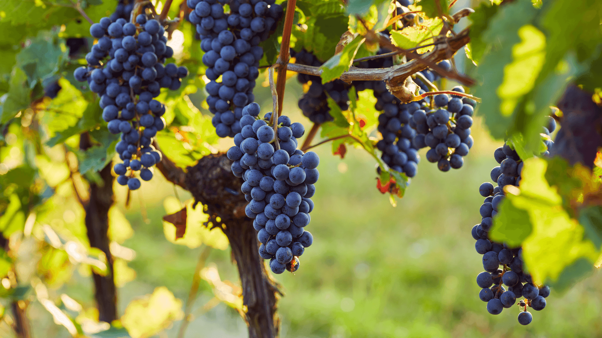 Wine & Dine im Eiden